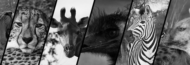 Shooting Star Wildlife Photography